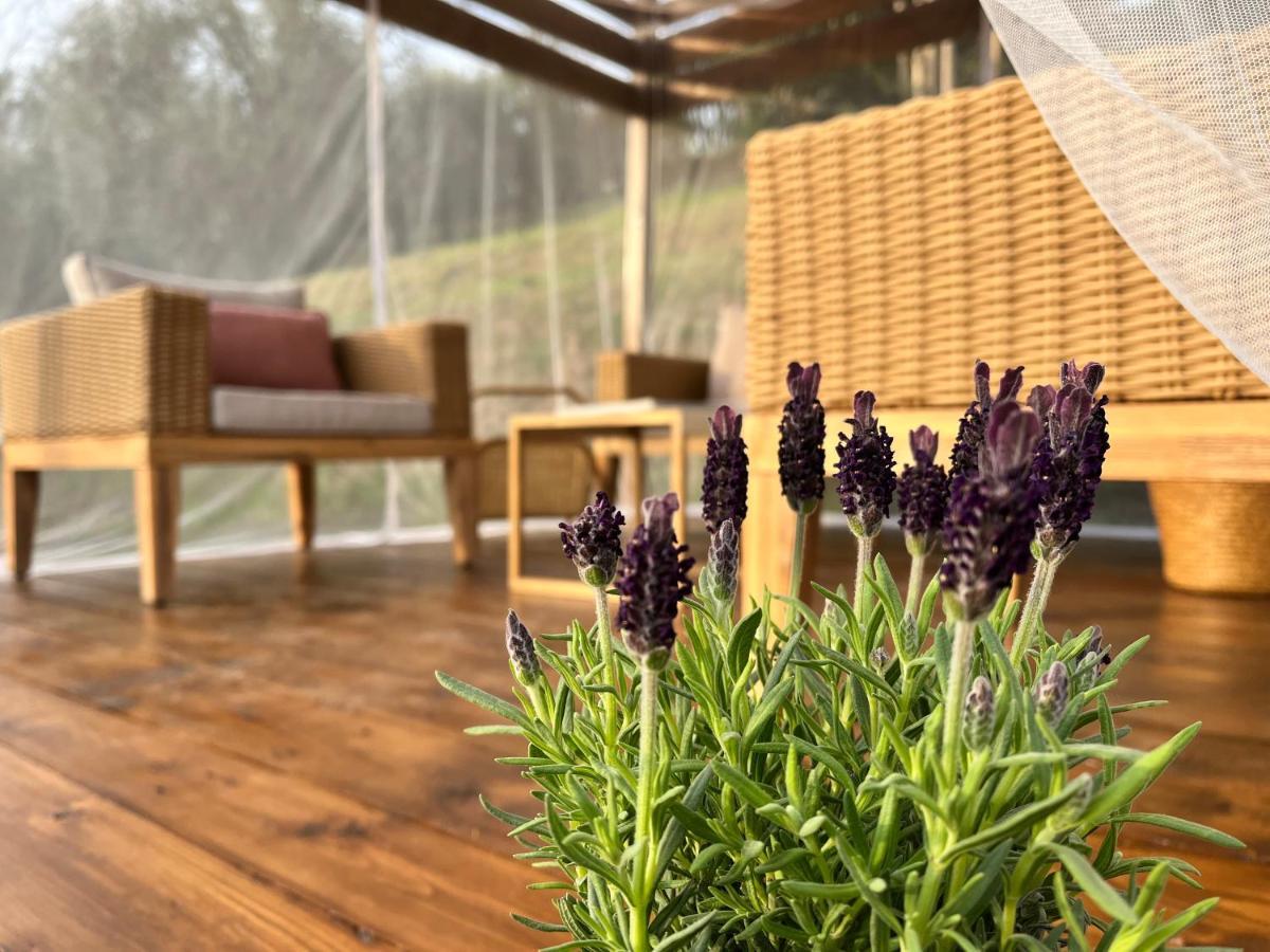 Bed and Breakfast Casa Del Pino Borgo a Buggiano Zewnętrze zdjęcie