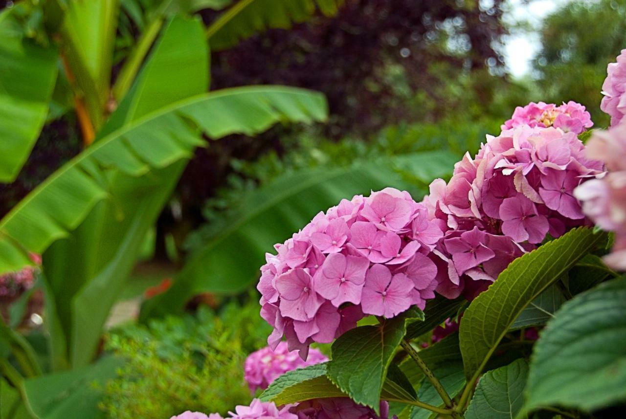 Bed and Breakfast Casa Del Pino Borgo a Buggiano Zewnętrze zdjęcie